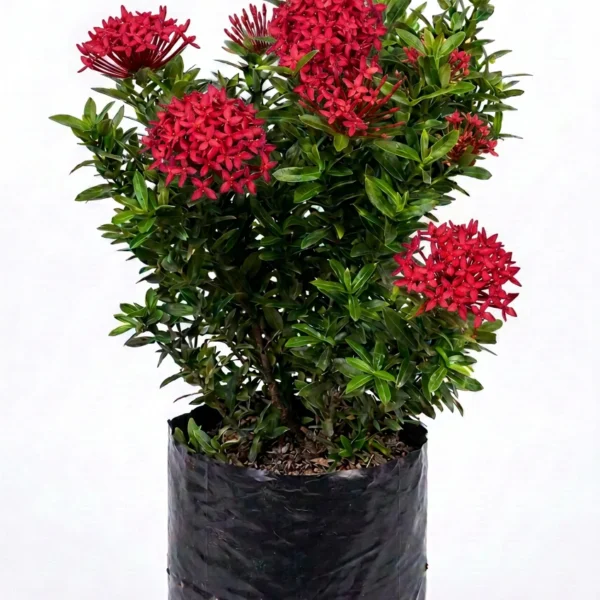 coral ixora ixora coccinea
