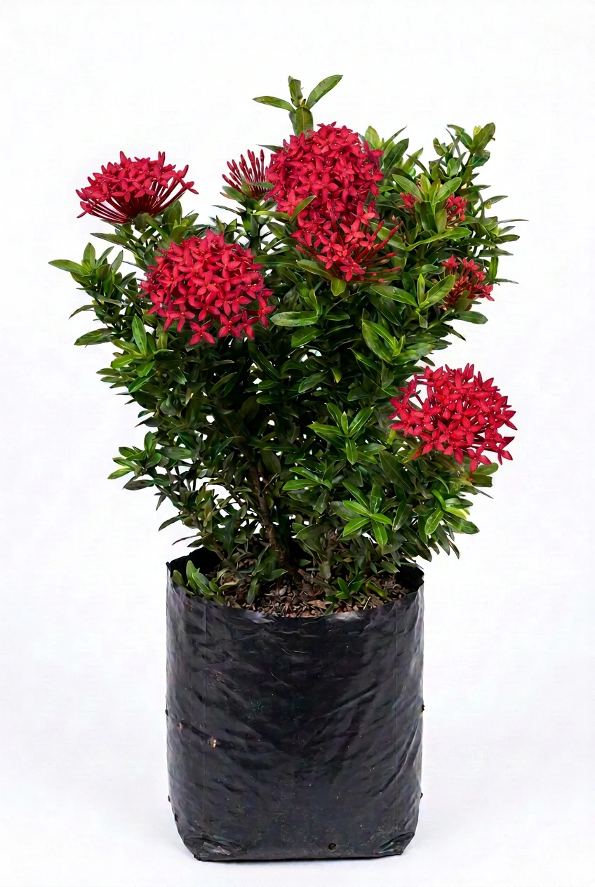coral ixora ixora coccinea