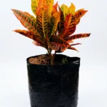 croto victoria codiaeum variegatum