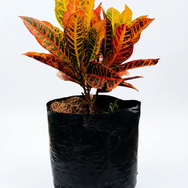 croto victoria codiaeum variegatum