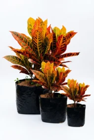 croto victoria codiaeum variegatum
