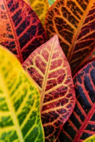 croto victoria codiaeum variegatum