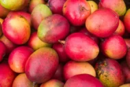 mango tommy – Árbol frutal tropical