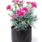 clavel