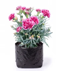 clavel