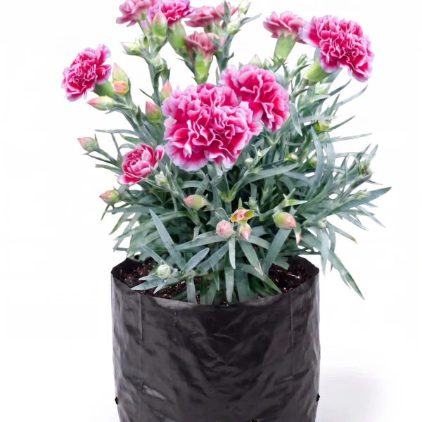 clavel