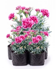 clavel cantidad