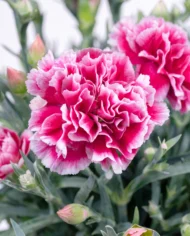 clavel close