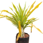 crino amarillo