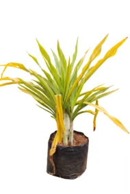 crino amarillo
