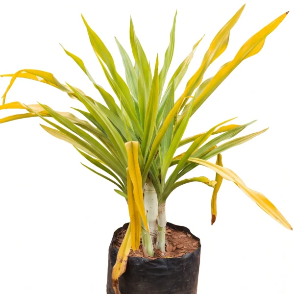 crino amarillo