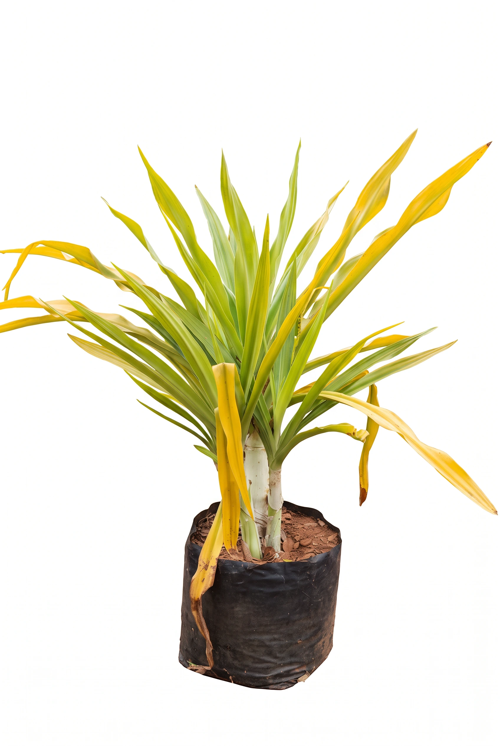 crino amarillo