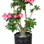 flor del desierto