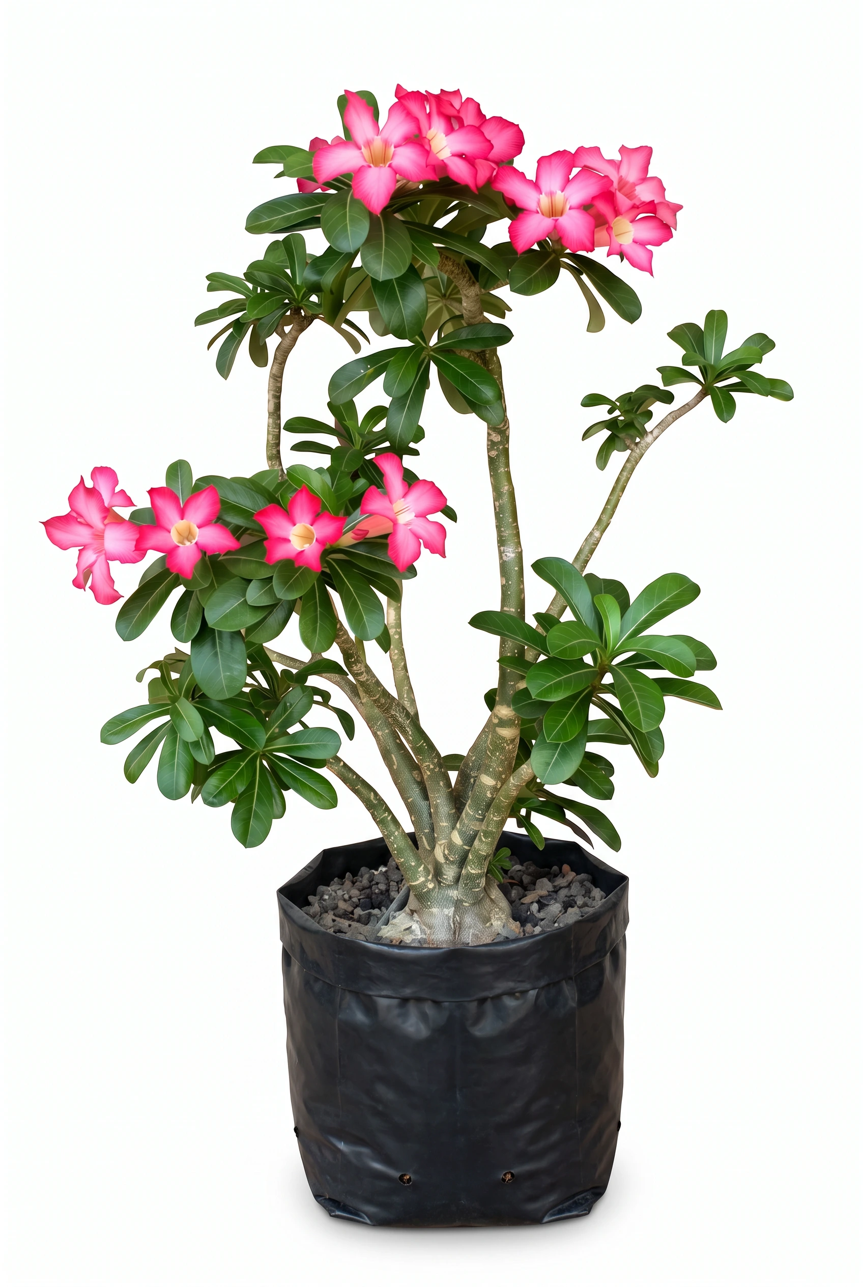 flor del desierto
