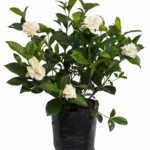 gardenia