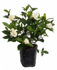 gardenia