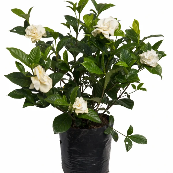 gardenia