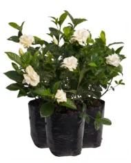 gardenia cantidad