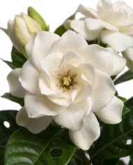 gardenia close