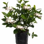 gardenia.2