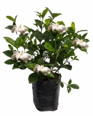 gardenia.2