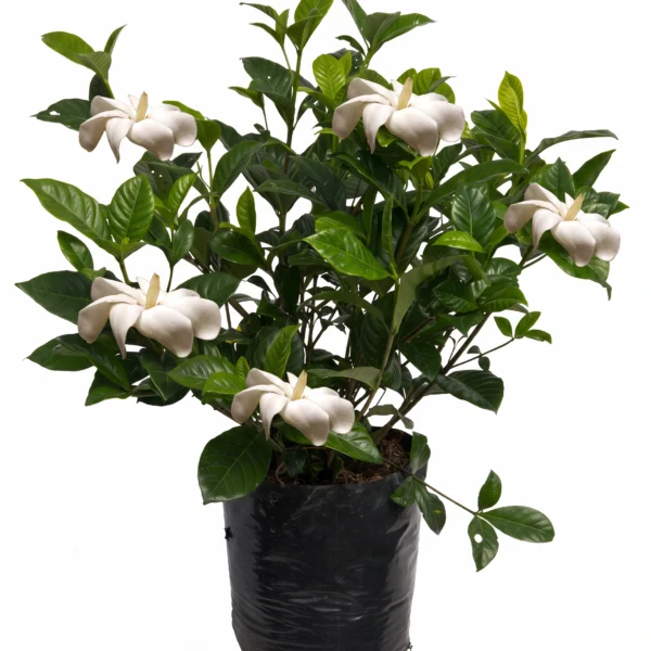 gardenia.2