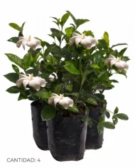 gardenia.2 cantidad