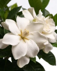 gardenia.2 close