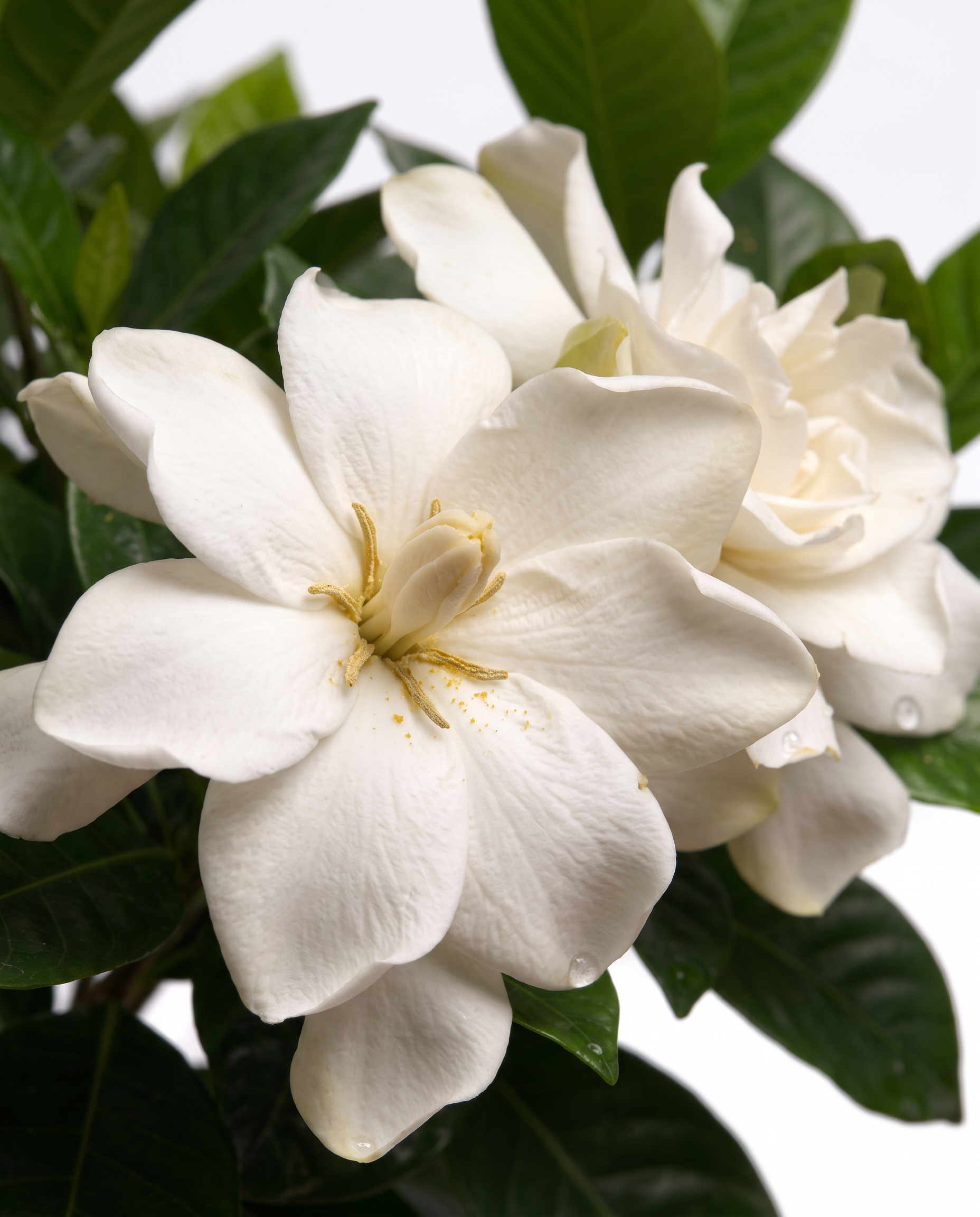 gardenia.2 close