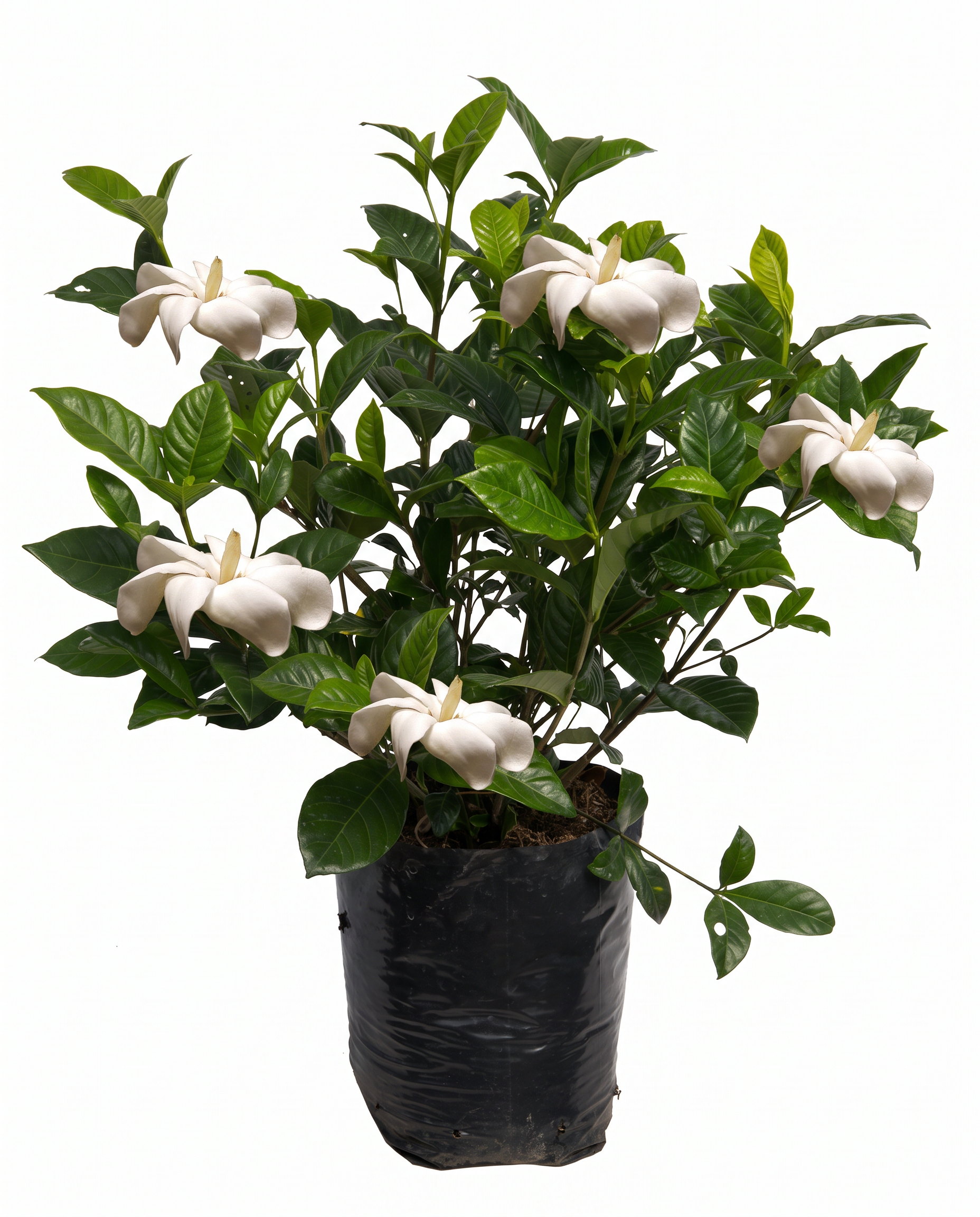 gardenia.2