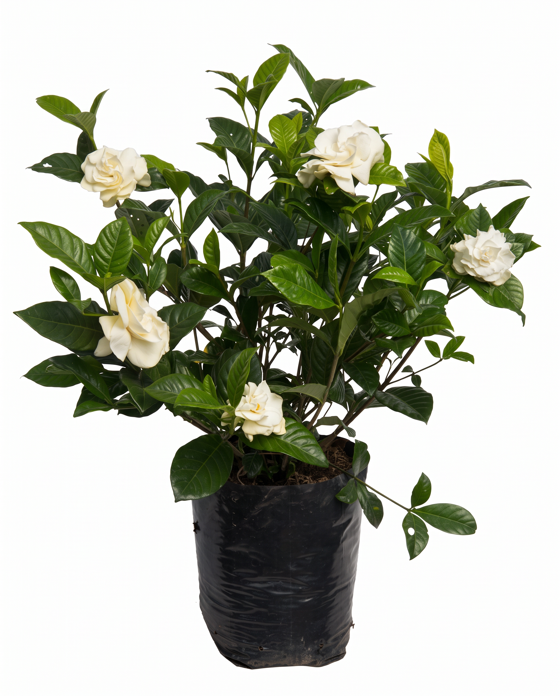 gardenia