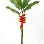 heliconia