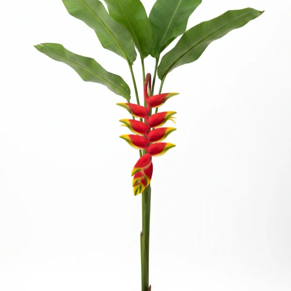 heliconia