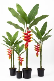 heliconia cantidad
