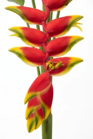 heliconia close