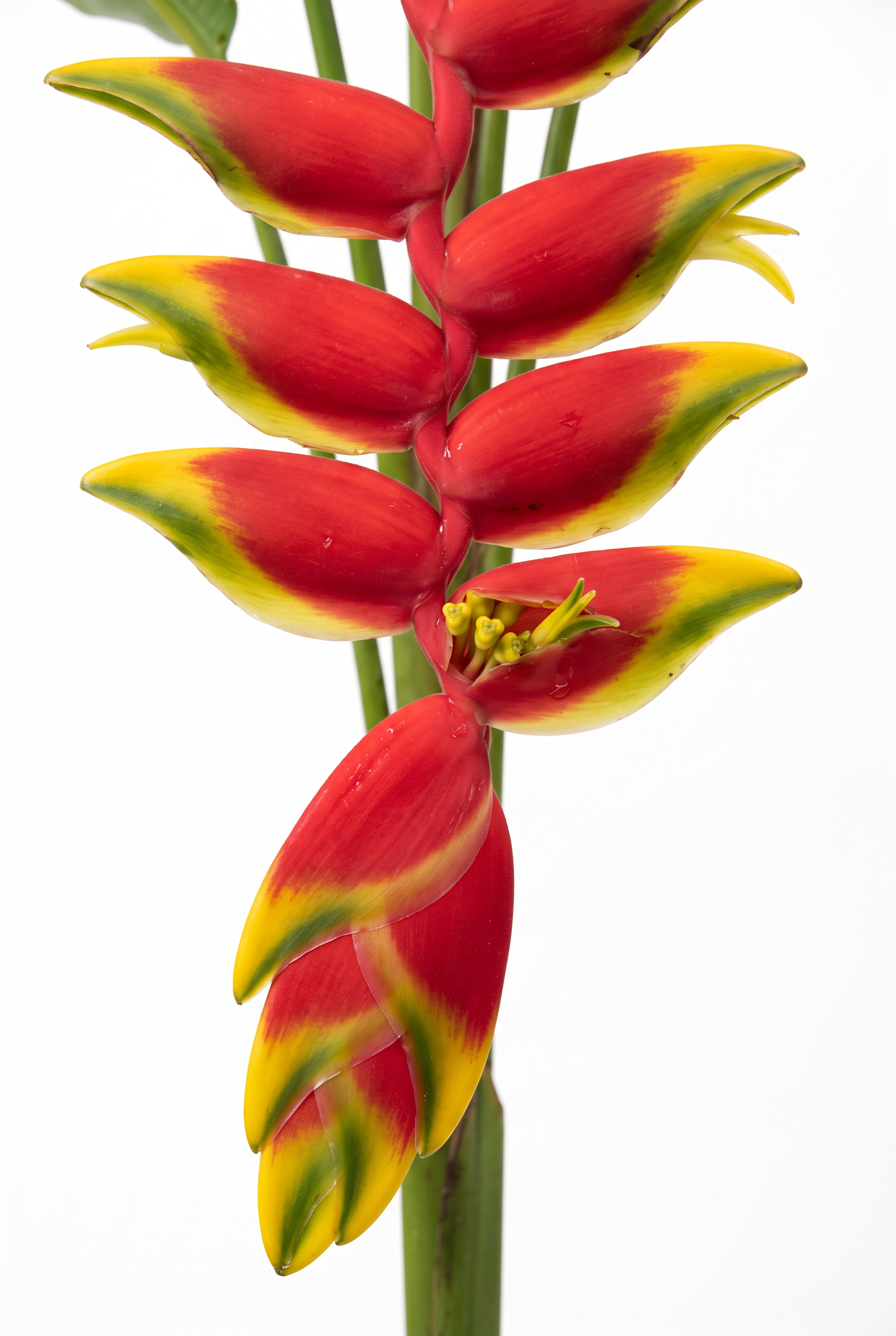 heliconia close