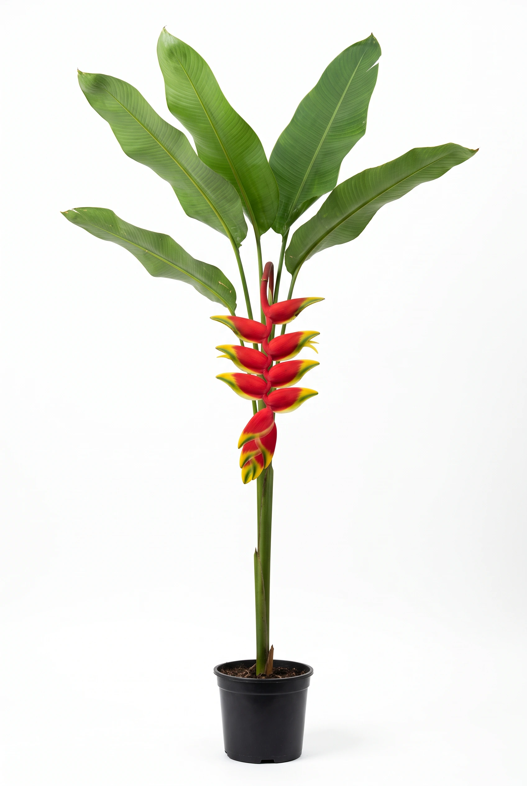 heliconia
