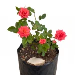 minirosa