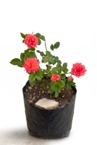 minirosa
