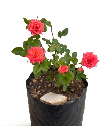 minirosa