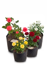 minirosa cantidad