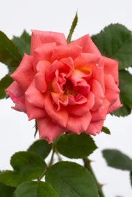 minirosa close