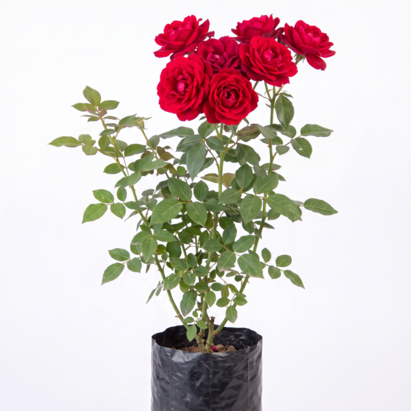 rosa