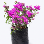 trinitarias