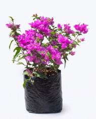 trinitarias
