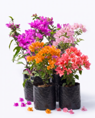 trinitarias cantidad