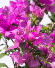 trinitarias close
