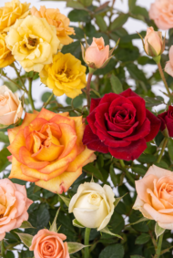 rosa close
